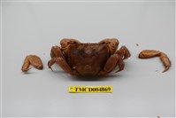 藏品(圓額新脹蟹)的圖片